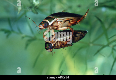 great diving beetle (Dytiscus marginalis), couple. Stock Photo