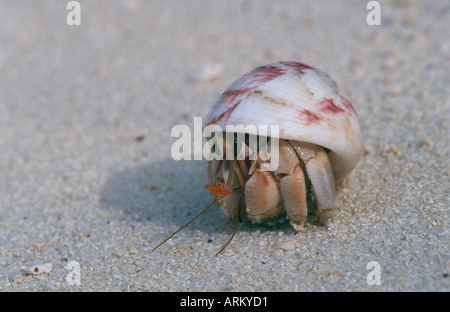 land hermit crabs (Coenobita spec.), Maldives Stock Photo