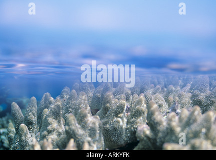 Coral reefs underwater, Ile Des Pins, New Caledonia Stock Photo