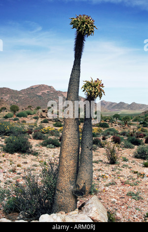 Halfmens, Pachypodium namaquanum, Goegap nature reserve, Springbok ...