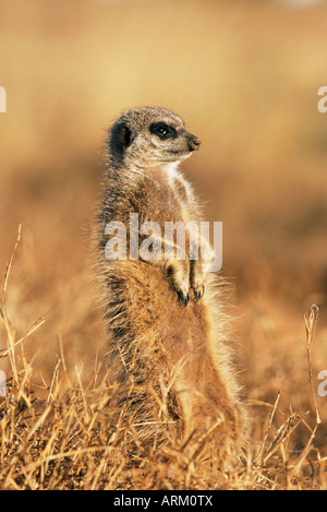 Meerkat (suricate), Suricata suricatta, Addo National Park, South Africa, Africa Stock Photo