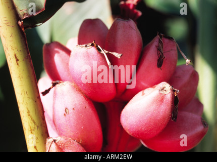 Banana flowers, Fiji Stock Photo