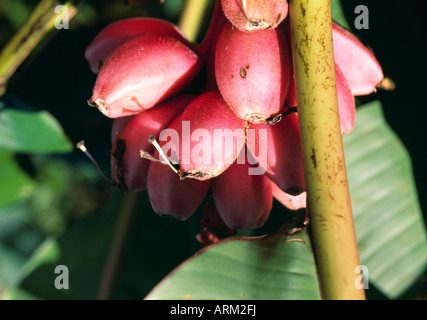 Banana flowers, Fiji Stock Photo