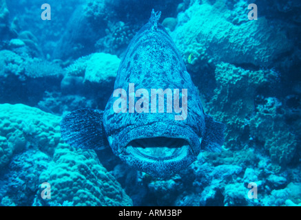 Giant Grouper(Epinephelus tukula), Great Barrier Reef Stock Photo