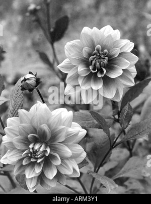 VRB101329 Two Dalhia flowers in full bloom India 1940 Stock Photo