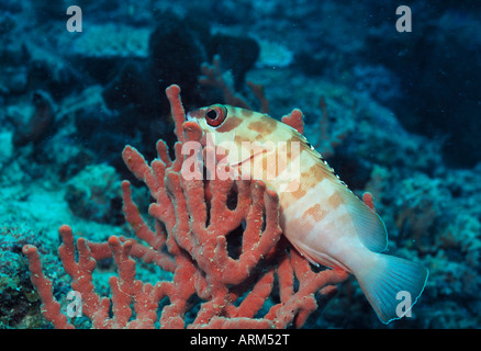 Black tiped rockcod (Epinephelus fasciatus), East Malaysia, Borneo Stock Photo