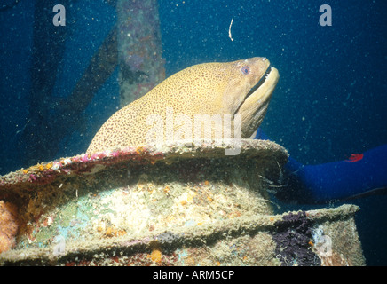 Moray eel (Gymnothorax javanicus), Papua New Guinea Stock Photo