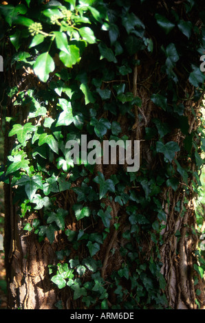 Intriguing Ivy Ivy growing on a tree trunk covered with moss and lichen, creating an ...