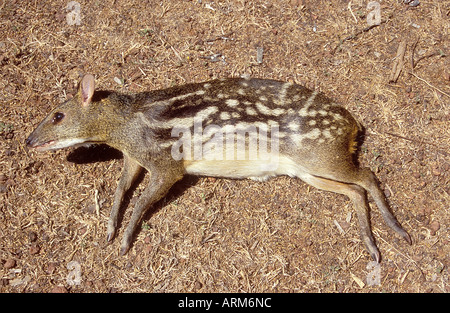 JRR101134 Wild Animal Mouse Deer Dead Body Nivatii Malvan Maharashtra India Stock Photo