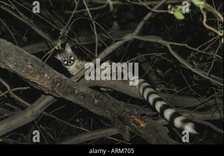LARGE SPOTTED GENET CAT IN TREE NAMIBIA Stock Photo