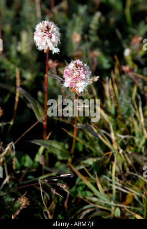 American Bistort flowers Polygonum bistortoides blooming above treeline Colorado Rocky Mountains Stock Photo