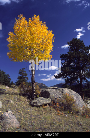 Single Aspen tree in Autumn color Rocky Mountain National Park, Colorado Stock Photo