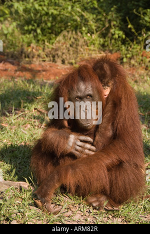 Female orangutan with baby asleep on back Stock Photo