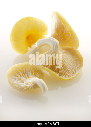 close up Raw  fresh picked un-cooked Yellow Oyster mushrooms isolated  on a white background Stock Photo