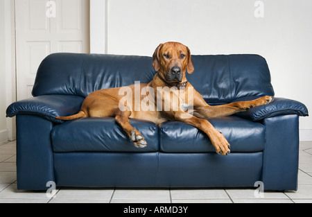 Rhodesian Ridge back dog lying on sofa Stock Photo
