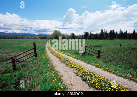 Driveway with common dandelion (Taraxacum officinale) in flower, near Glacier National Park, Montana, USA, North America Stock Photo