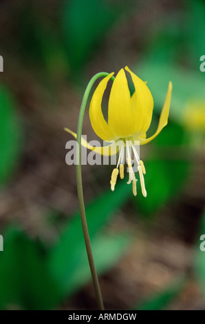 Glacier lily (dogtooth violet) (Erythronium grandiflorum), Glacier National Park, Montana, USA, North America Stock Photo