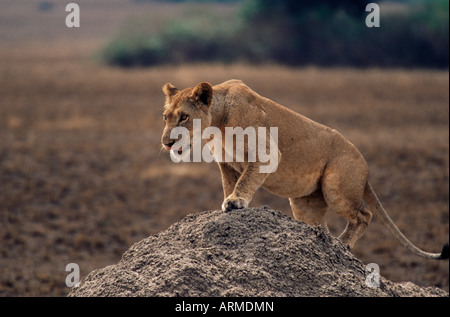Lion (Panthera leo) on termite mound, Queen Elizabeth National Park, Uganda, East Africa, Africa Stock Photo