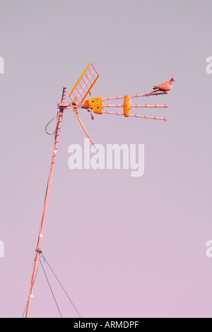 Turtle dove perched on TV aerial Stock Photo