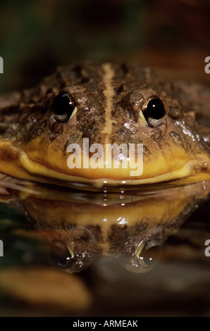 African Burrowing Bullfrog, Pyxicephalus adspersus, Native to Southern ...