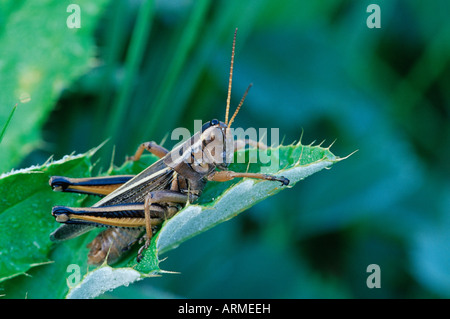 Grasshopper, Glacier National Park, Montana, United States of America, North America Stock Photo