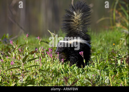 Striped skunk (Mephitis mephitis) with tail up, Minnesota Wildlife Connection, Sandstone, Minnesota, USA, North America Stock Photo