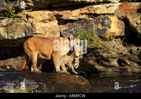 Captive mountain lion mother and two cubs (cougar) (Felis concolor) standing on a rock in a river, Sandstone, Minnesota, USA Stock Photo