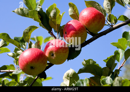 Ripe Apples on Tree Stock Photo