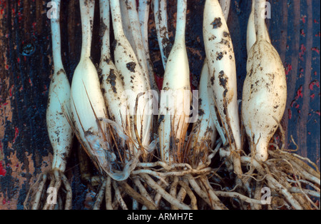 ramsons (Allium ursinum), detail of the bulbs Stock Photo