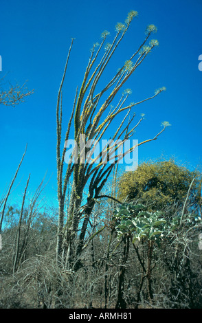 Madagascan ocotillo (Alluaudia procera), plant against blue sky, Madagascar Stock Photo