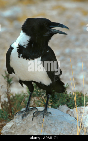pied crow (Corvus albus), Namibia, Etosha NP Stock Photo