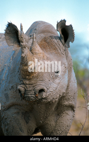 black rhinoceros, hooked-lipped rhinoceros, browse rhinoceros (Diceros bicornis), after mud bath, Namibia, Etosha NP Stock Photo