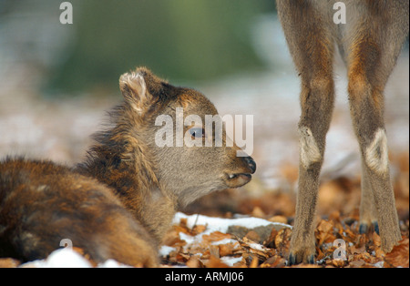 sika deer (Cervus nippon), young, Germany Stock Photo