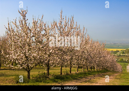 Cider Apple trees in blossom Vale of Evesham Blossom Trail Worcestershire England Stock Photo