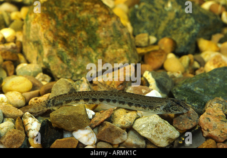 spined loach, spotted weatherfish (Cobitis taenia), portrait of a single animal Stock Photo