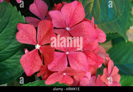 garden hydrangea, lace cap hydrangea (Hydrangea macrophylla), blooming Stock Photo