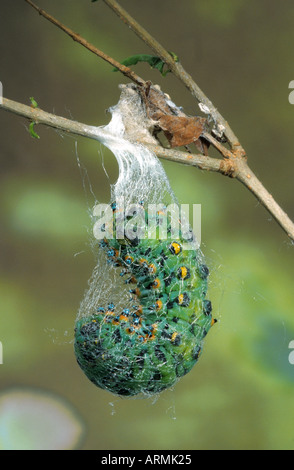 calleta silkmoth (Eupackardia calleta), caterpillar yarning cocoon Stock Photo