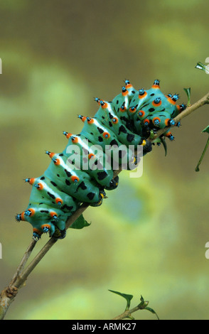 calleta silkmoth (Eupackardia calleta), caterpillar Stock Photo