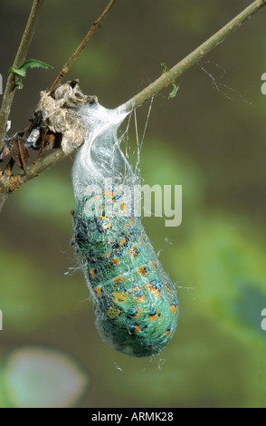 calleta silkmoth (Eupackardia calleta), caterpillar yarning cocoon Stock Photo