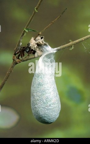 calleta silkmoth (Eupackardia calleta), caterpillar in cocoon Stock Photo