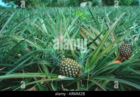 pineapple (Ananas comosus, Ananas sativus), plantation Stock Photo