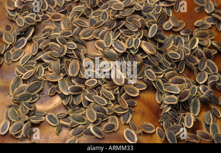 dill (Anethum graveolens var. hortorum), seeds Stock Photo