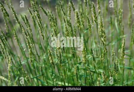 sweet vernal-grass, sweetscented vernal grass (Anthoxanthum odoratum), blooming Stock Photo