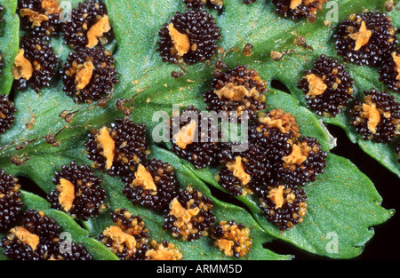 shield fern (Arachniodes adiantiformis), sporangium Stock Photo