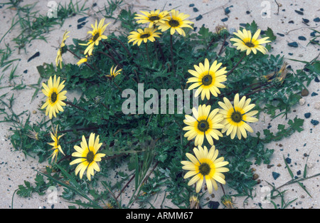 Cape dandelion, Cape weed, capeweed (Arctotheca calendula), blooming Stock Photo
