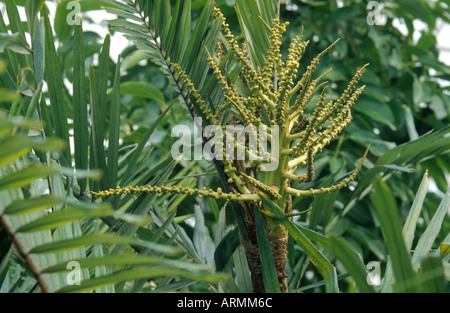 sugar palm (Arenga pinnata), leaves and infructescence Stock Photo