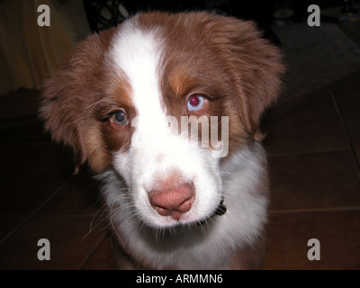 Molly is an Australian Shepherd puppy 3 months old red tri color Stock Photo