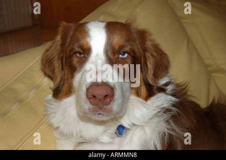 Molly is an Australian Shepherd red tri color Stock Photo