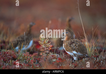 willow grouse (Lagopus lagopus), standing in red tundra, USA, Alaska Stock Photo