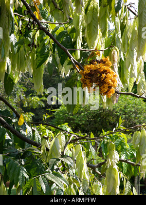 Yellow saraca (Saraca cauliflora) Stock Photo